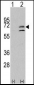 MAPK15 Antibody (N-term)
